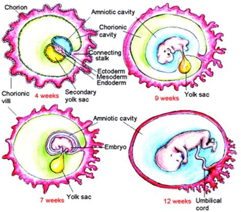can an enlarged yolk sac correct itself|The quality and size of yolk sac in early pregnancy loss.